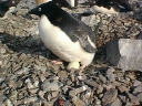Nombre del archivo=PINGUINOADELIA19.jpg
Tamaño del archivo=88Kb
Dimensiones=640x480
Fecha añadida=13 de Octubre de 11 PINGUINOADELIA19.jpg