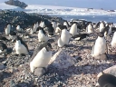 Nombre del archivo=PINGUINOADELIA21.jpg
Tamaño del archivo=65Kb
Dimensiones=640x480
Fecha añadida=13 de Octubre de 11 PINGUINOADELIA21.jpg