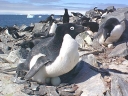 Nombre del archivo=PINGUINOADELIA22.jpg
Tamaño del archivo=70Kb
Dimensiones=640x480
Fecha añadida=13 de Octubre de 11 PINGUINOADELIA22.jpg