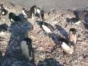 Nombre del archivo=PINGUINOADELIA23.jpg
Tamaño del archivo=67Kb
Dimensiones=640x480
Fecha añadida=13 de Octubre de 11 PINGUINOADELIA23.jpg