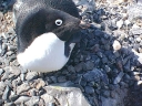 Nombre del archivo=PINGUINOADELIA24.jpg
Tamaño del archivo=75Kb
Dimensiones=640x480
Fecha añadida=13 de Octubre de 11 PINGUINOADELIA24.jpg