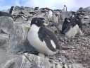 Nombre del archivo=PINGUINOADELIA26.jpg
Tamaño del archivo=58Kb
Dimensiones=640x480
Fecha añadida=13 de Octubre de 11 PINGUINOADELIA26.jpg
