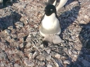 Nombre del archivo=PINGUINOADELIA27.jpg
Tamaño del archivo=68Kb
Dimensiones=640x480
Fecha añadida=13 de Octubre de 11 PINGUINOADELIA27.jpg