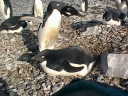 Nombre del archivo=PINGUINOADELIA28.jpg
Tamaño del archivo=93Kb
Dimensiones=640x480
Fecha añadida=13 de Octubre de 11 PINGUINOADELIA28.jpg