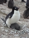 Nombre del archivo=PINGUINOADELIA29.jpg
Tamaño del archivo=177Kb
Dimensiones=912x1216
Fecha añadida=13 de Octubre de 11 PINGUINOADELIA29.jpg