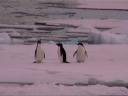 Nombre del archivo=PINGUINOADELIA32.jpg
Tamaño del archivo=22Kb
Dimensiones=600x450
Fecha añadida=13 de Octubre de 11 PINGUINOADELIA32.jpg