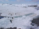 Nombre del archivo=PINGUINOADELIA33.jpg
Tamaño del archivo=37Kb
Dimensiones=640x480
Fecha añadida=13 de Octubre de 11 PINGUINOADELIA33.jpg