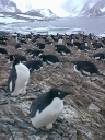 Nombre del archivo=PINGUINOADELIA34.jpg
Tamaño del archivo=61Kb
Dimensiones=480x640
Fecha añadida=13 de Octubre de 11 PINGUINOADELIA34.jpg