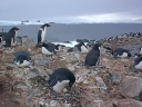 Nombre del archivo=PINGUINOADELIA36.jpg
Tamaño del archivo=52Kb
Dimensiones=640x480
Fecha añadida=13 de Octubre de 11 PINGUINOADELIA36.jpg