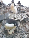 Nombre del archivo=PINGUINOADELIA37.jpg
Tamaño del archivo=58Kb
Dimensiones=480x640
Fecha añadida=13 de Octubre de 11 PINGUINOADELIA37.jpg