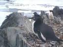 Nombre del archivo=PINGUINOADELIA38.jpg
Tamaño del archivo=51Kb
Dimensiones=640x480
Fecha añadida=13 de Octubre de 11 PINGUINOADELIA38.jpg