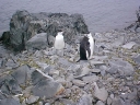 Nombre del archivo=PINGUINOBARBIJO01.jpg
Tamaño del archivo=53Kb
Dimensiones=640x480
Fecha añadida=13 de Octubre de 11 PINGUINOBARBIJO01.jpg