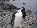 Nombre del archivo=PINGUINOBARBIJO02.jpg
Tamaño del archivo=23Kb
Dimensiones=320x240
Fecha añadida=13 de Octubre de 11 PINGUINOBARBIJO02.jpg