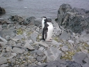 Nombre del archivo=PINGUINOBARBIJO03.jpg
Tamaño del archivo=50Kb
Dimensiones=640x480
Fecha añadida=13 de Octubre de 11 PINGUINOBARBIJO03.jpg