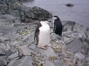 Nombre del archivo=PINGUINOBARBIJO04.jpg
Tamaño del archivo=53Kb
Dimensiones=640x480
Fecha añadida=13 de Octubre de 11 PINGUINOBARBIJO04.jpg