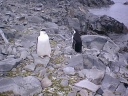 Nombre del archivo=PINGUINOBARBIJO05.jpg
Tamaño del archivo=50Kb
Dimensiones=640x480
Fecha añadida=13 de Octubre de 11 PINGUINOBARBIJO05.jpg