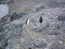 Nombre del archivo=PINGUINOBARBIJO06.jpg
Tamaño del archivo=51Kb
Dimensiones=640x480
Fecha añadida=13 de Octubre de 11 PINGUINOBARBIJO06.jpg