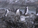 Nombre del archivo=PINGUINOBARBIJO07.jpg
Tamaño del archivo=29Kb
Dimensiones=320x240
Fecha añadida=13 de Octubre de 11 PINGUINOBARBIJO07.jpg