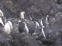Nombre del archivo=PINGUINOBARBIJO08.jpg
Tamaño del archivo=28Kb
Dimensiones=320x240
Fecha añadida=13 de Octubre de 11 PINGUINOBARBIJO08.jpg