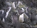 Nombre del archivo=PINGUINOBARBIJO09.jpg
Tamaño del archivo=28Kb
Dimensiones=320x240
Fecha añadida=13 de Octubre de 11 PINGUINOBARBIJO09.jpg