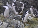 Nombre del archivo=PINGUINOBARBIJO11.jpg
Tamaño del archivo=30Kb
Dimensiones=320x240
Fecha añadida=13 de Octubre de 11 PINGUINOBARBIJO11.jpg