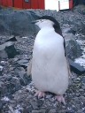 Nombre del archivo=PINGUINOBARBIJO14.jpg
Tamaño del archivo=53Kb
Dimensiones=480x640
Fecha añadida=13 de Octubre de 11 PINGUINOBARBIJO14.jpg