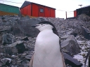 Nombre del archivo=PINGUINOBARBIJO17.jpg
Tamaño del archivo=49Kb
Dimensiones=640x480
Fecha añadida=13 de Octubre de 11 PINGUINOBARBIJO17.jpg