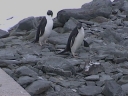 Nombre del archivo=PINGUINOBARBIJO18.jpg
Tamaño del archivo=28Kb
Dimensiones=320x240
Fecha añadida=13 de Octubre de 11 PINGUINOBARBIJO18.jpg