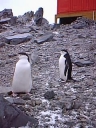 Nombre del archivo=PINGUINOBARBIJO19.jpg
Tamaño del archivo=25Kb
Dimensiones=240x320
Fecha añadida=13 de Octubre de 11 PINGUINOBARBIJO19.jpg