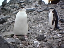 Nombre del archivo=PINGUINOBARBIJO20.jpg
Tamaño del archivo=24Kb
Dimensiones=320x240
Fecha añadida=13 de Octubre de 11 PINGUINOBARBIJO20.jpg