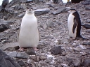 Nombre del archivo=PINGUINOBARBIJO21.jpg
Tamaño del archivo=25Kb
Dimensiones=320x240
Fecha añadida=13 de Octubre de 11 PINGUINOBARBIJO21.jpg