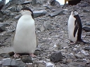 Nombre del archivo=PINGUINOBARBIJO22.jpg
Tamaño del archivo=25Kb
Dimensiones=320x240
Fecha añadida=13 de Octubre de 11 PINGUINOBARBIJO22.jpg