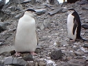 Nombre del archivo=PINGUINOBARBIJO23.jpg
Tamaño del archivo=24Kb
Dimensiones=320x240
Fecha añadida=13 de Octubre de 11 PINGUINOBARBIJO23.jpg