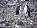 Nombre del archivo=PINGUINOBARBIJO24.jpg
Tamaño del archivo=26Kb
Dimensiones=320x240
Fecha añadida=13 de Octubre de 11 PINGUINOBARBIJO24.jpg