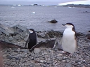 Nombre del archivo=PINGUINOBARBIJO25.jpg
Tamaño del archivo=22Kb
Dimensiones=320x240
Fecha añadida=13 de Octubre de 11 PINGUINOBARBIJO25.jpg