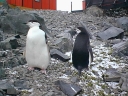 Nombre del archivo=PINGUINOBARBIJO26.jpg
Tamaño del archivo=51Kb
Dimensiones=640x480
Fecha añadida=13 de Octubre de 11 PINGUINOBARBIJO26.jpg