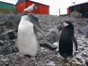 Nombre del archivo=PINGUINOBARBIJO27.jpg
Tamaño del archivo=52Kb
Dimensiones=640x480
Fecha añadida=13 de Octubre de 11 PINGUINOBARBIJO27.jpg