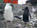 Nombre del archivo=PINGUINOBARBIJO28.jpg
Tamaño del archivo=51Kb
Dimensiones=640x480
Fecha añadida=13 de Octubre de 11 PINGUINOBARBIJO28.jpg