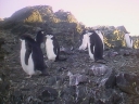Nombre del archivo=PINGUINOBARBIJO29.jpg
Tamaño del archivo=64Kb
Dimensiones=640x480
Fecha añadida=13 de Octubre de 11 PINGUINOBARBIJO29.jpg