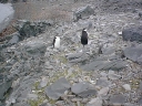 Nombre del archivo=PINGUINOBARBIJO30.jpg
Tamaño del archivo=52Kb
Dimensiones=640x480
Fecha añadida=13 de Octubre de 11 PINGUINOBARBIJO30.jpg