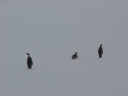 Nombre del archivo=PINGUINOEMPERADOR008.jpg
Tamaño del archivo=7Kb
Dimensiones=640x480
Fecha añadida=13 de Octubre de 11 PINGUINOEMPERADOR008.jpg