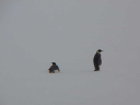Nombre del archivo=PINGUINOEMPERADOR009.jpg
Tamaño del archivo=7Kb
Dimensiones=640x480
Fecha añadida=13 de Octubre de 11 PINGUINOEMPERADOR009.jpg