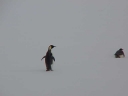 Nombre del archivo=PINGUINOEMPERADOR010.jpg
Tamaño del archivo=7Kb
Dimensiones=640x480
Fecha añadida=13 de Octubre de 11 PINGUINOEMPERADOR010.jpg