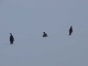 Nombre del archivo=PINGUINOEMPERADOR011.jpg
Tamaño del archivo=7Kb
Dimensiones=640x480
Fecha añadida=13 de Octubre de 11 PINGUINOEMPERADOR011.jpg