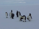 Nombre del archivo=PINGUINOEMPERADOR012.jpg
Tamaño del archivo=12Kb
Dimensiones=640x480
Fecha añadida=13 de Octubre de 11 PINGUINOEMPERADOR012.jpg