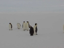 Nombre del archivo=PINGUINOEMPERADOR013.jpg
Tamaño del archivo=9Kb
Dimensiones=640x480
Fecha añadida=13 de Octubre de 11 PINGUINOEMPERADOR013.jpg