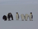 Nombre del archivo=PINGUINOEMPERADOR014.jpg
Tamaño del archivo=11Kb
Dimensiones=640x480
Fecha añadida=13 de Octubre de 11 PINGUINOEMPERADOR014.jpg