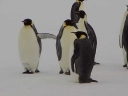 Nombre del archivo=PINGUINOEMPERADOR015.jpg
Tamaño del archivo=15Kb
Dimensiones=640x480
Fecha añadida=13 de Octubre de 11 PINGUINOEMPERADOR015.jpg