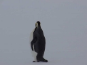 Nombre del archivo=PINGUINOEMPERADOR016.jpg
Tamaño del archivo=8Kb
Dimensiones=640x480
Fecha añadida=13 de Octubre de 11 PINGUINOEMPERADOR016.jpg