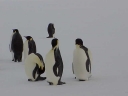 Nombre del archivo=PINGUINOEMPERADOR017.jpg
Tamaño del archivo=13Kb
Dimensiones=640x480
Fecha añadida=13 de Octubre de 11 PINGUINOEMPERADOR017.jpg